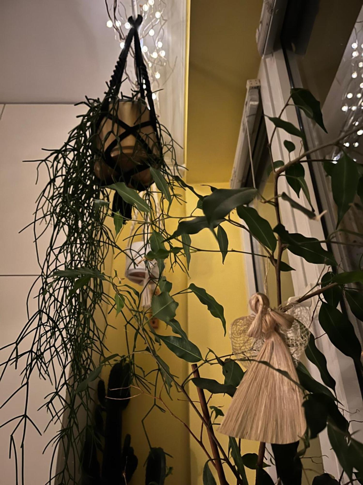 Greenthumb Praska Krakow Dış mekan fotoğraf